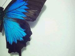 -上海昆虫博物馆