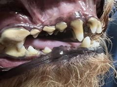 -宠福鑫康馨动物医院·骨科·眼科