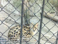 -大连森林动物园