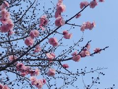 -梅花山(明孝陵内)