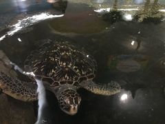 -绍兴梦享海洋公园