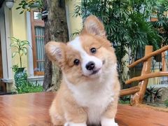-萌宠之家·腊肠犬·马尔泰·小体犬舍