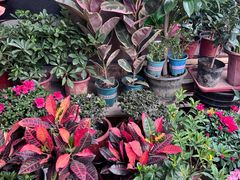 -中环花鸟鱼虫市场