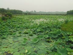 -上海海湾国家森林公园