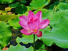 -莲花池公园