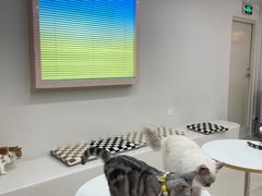 -怪兽屋·羊驼·猫咖·狗咖(俊华广场店)