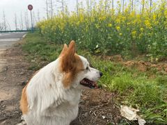 -宠颐生宠物医院·心肾内科·猫专科诊疗中心宠巢店
