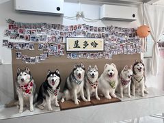 -星多哈·狗咖·拼豆·咖啡