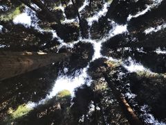 -武陵山森林公园