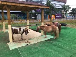 -萌宠亲子动物乐园(槐房万达店)