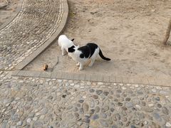 -上海佘山国家森林公园天马山园