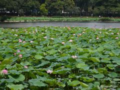 -荔湾湖公园