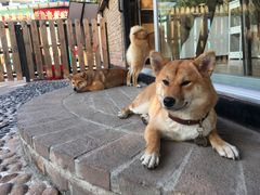 -柴犬高等学院·狗咖·柴犬售卖·宠物训练