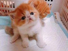 -飞行喵MR PILOT|猫舍·猫咖(静安大融城店)