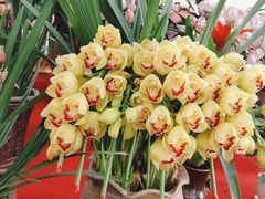 -龙大花卉苗木市场