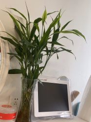 -诗碧曼养发