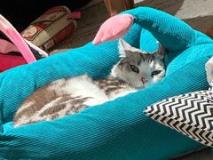 -爱侣宠医·鹦鹉专科·小型哺乳类·异宠专科(灵石路店)