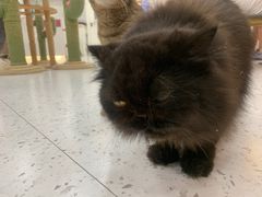 -喵园·猫主题咖啡厅·撸猫·猫咖(国贸店)