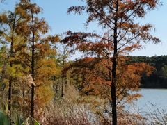 -昆山城市生态森林公园