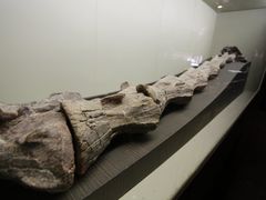 -世界恐龙谷景区