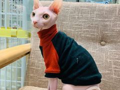 -藏猫猫咖啡主题馆(中央大道店)