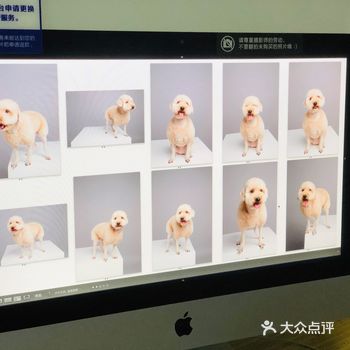 无意间发现天真蓝有宠物摄影