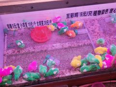 -山东柏宁水族批发广场