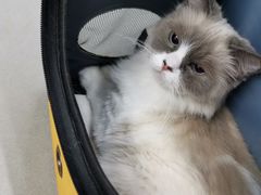 -爱侣宠医·鹦鹉专科·小型哺乳类·异宠专科(灵石路店)