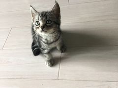 -Bastet sally猫舍购宠(静安店)
