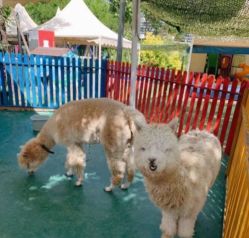 -萌宠亲子动物乐园(槐房万达店)