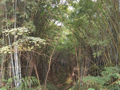 -黄埔油麻山森林公园