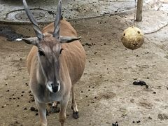 -深圳野生动物园