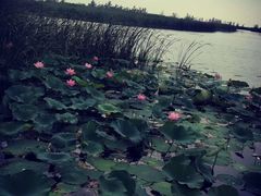 -白洋淀景区