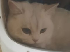 -美联众合动物医院·24h转诊中心