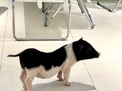 -怪兽屋·羊驼·猫咖·狗咖(俊华广场店)