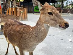 -鹿境梅花鹿生态园区