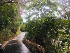 -羚羊峡古栈道森林公园