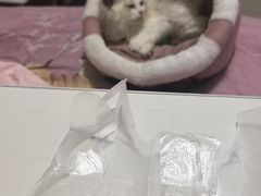 -宠颐生斯嘉宠物医院·急重症·心内科(谷阳北路分院)