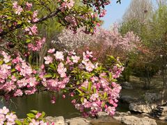 -石家庄市植物园