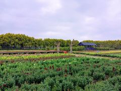 -广东花都香草世界旅游度假区