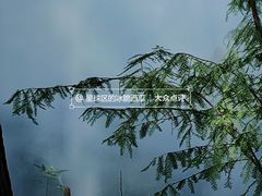 -东湖落雁景区