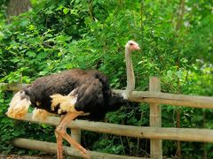 -大连森林动物园