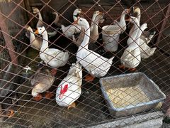 -鱼窝棚柴火铁锅炖(富山屯店)