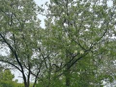 -盘龙城国家考古遗址公园