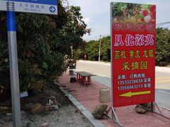 -从化深英荔枝黄皮龙眼采摘园