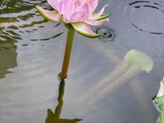 -荷塘月色湿地公园·向阳花洲