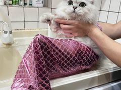 -猫大福·Fortune Cat猫舍(百子湾店)