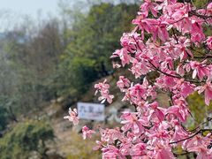 -九皇山景区