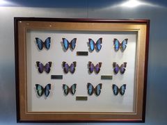 -上海昆虫博物馆