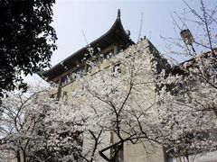 -武汉大学-樱园